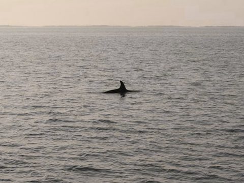 Orca in de Waddenzee