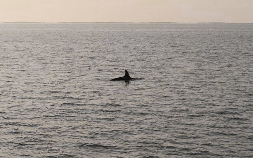 Orca in de Waddenzee