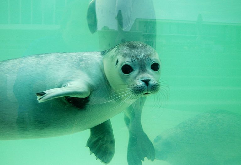 Jonge zeehond onder water bij Ecomare