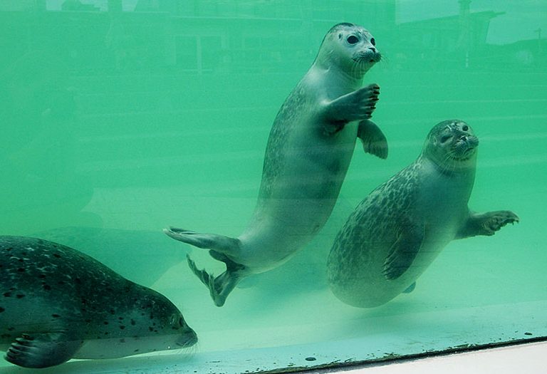 Jonge zeehond onder water bij Ecomare