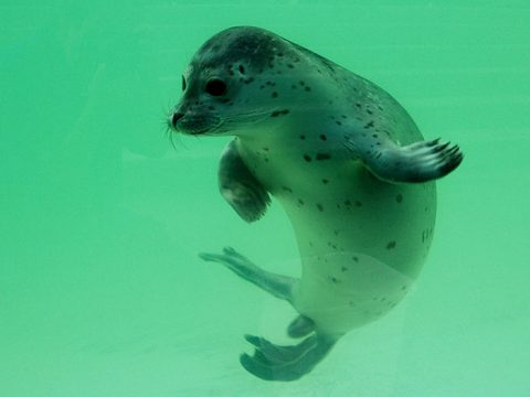 Jonge zeehond onder water bij Ecomare