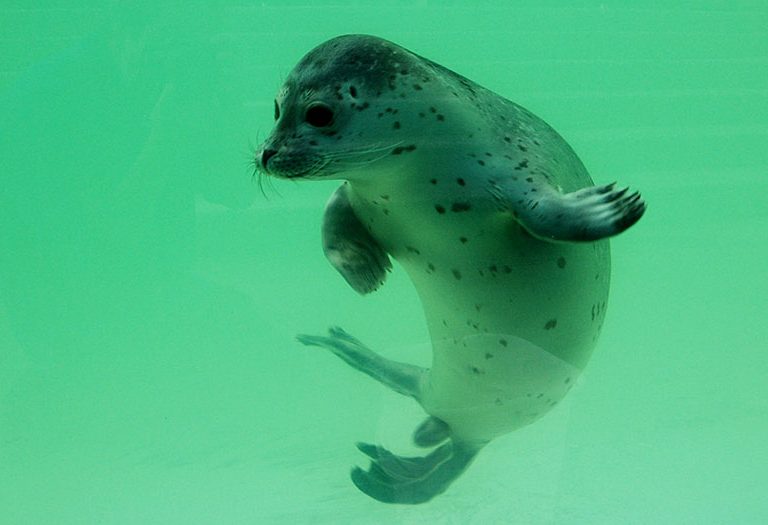 Jonge zeehond onder water bij Ecomare