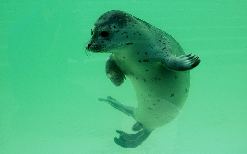 Jonge zeehond onder water bij Ecomare
