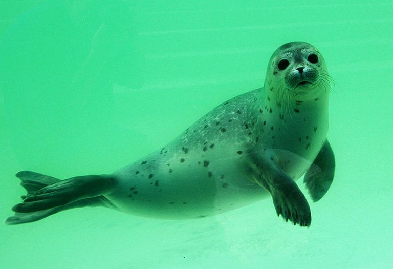 Jonge zeehond onder water bij Ecomare