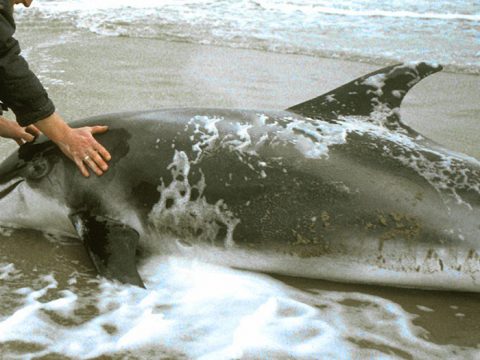 Witsnuitdolfijn op het strand