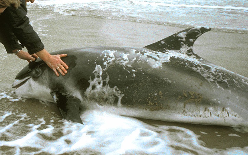 Witsnuitdolfijn op het strand