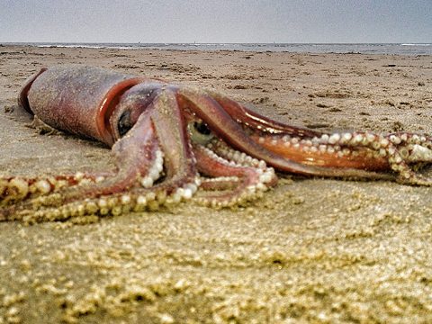 Grote pijlinktvis, foto Frans Kanters