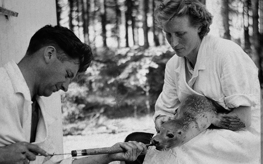 Meneer en mevrouw De Haan voeren een zeehond