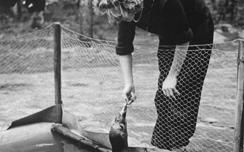 Mevrouw De Haan voert een zeehond