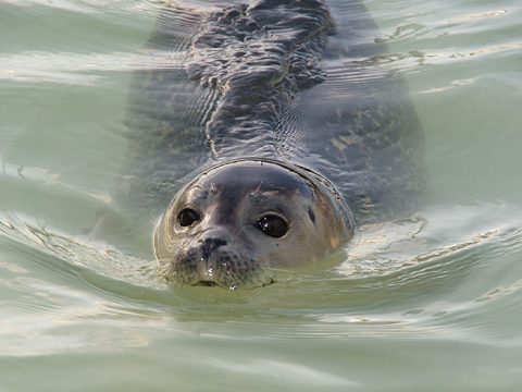 Gewone zeehond