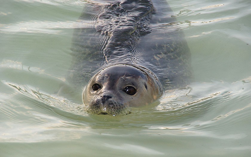 Gewone zeehond