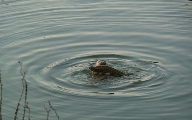 Zeehond in de lek met snoek