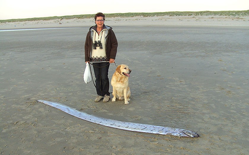 Vrouw staat bij dood aangespoelde haringkoning op het Texelse strand in 2009 