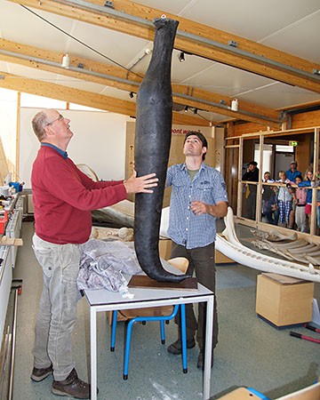 Ecomare-conservator Arthur Oosterbaan en preparateur Mickel van Leeuwen bij de replica