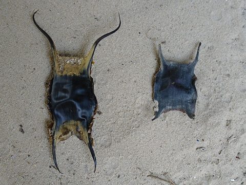 Twee eikapsels in het zand, een grote van de blonde rog en een kleine van de stekelrog