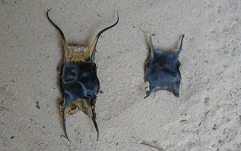 Twee eikapsels in het zand, een grote van de blonde rog en een kleine van de stekelrog