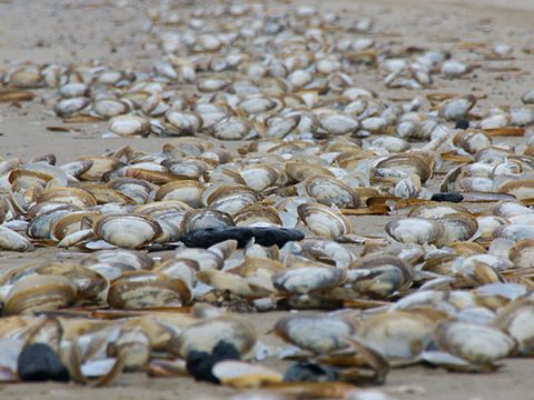 Aangespoelde otterschelpen op het strand