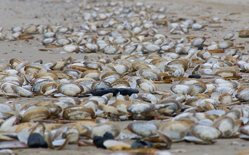 Aangespoelde otterschelpen op het strand