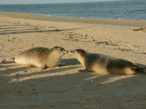 Twee zeehonden op het strand