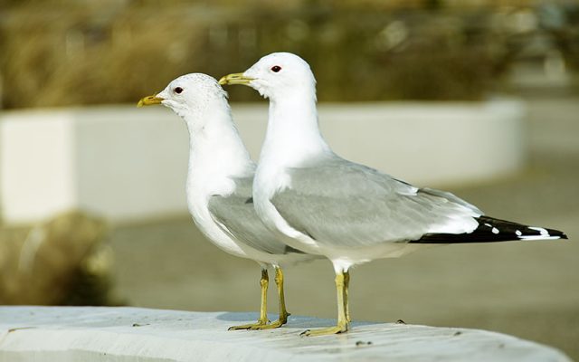 Stormmeeuwen bij Ecomare