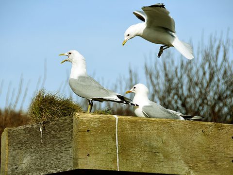 Stormmeeuwen bij Ecomare