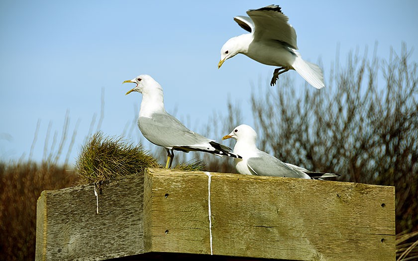 Stormmeeuwen bij Ecomare