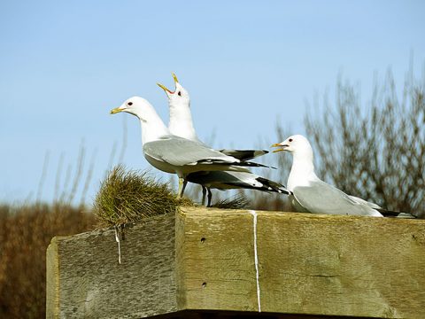 Stormmeeuwen op hun nestplaats bij Ecomare