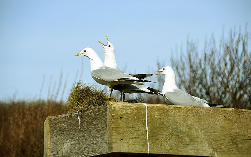 Stormmeeuwen op hun nestplaats bij Ecomare