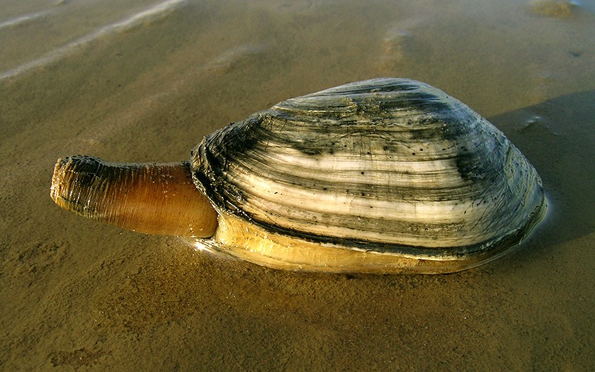 Sand gaper 