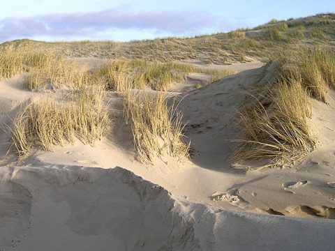 Duinen met helmgras