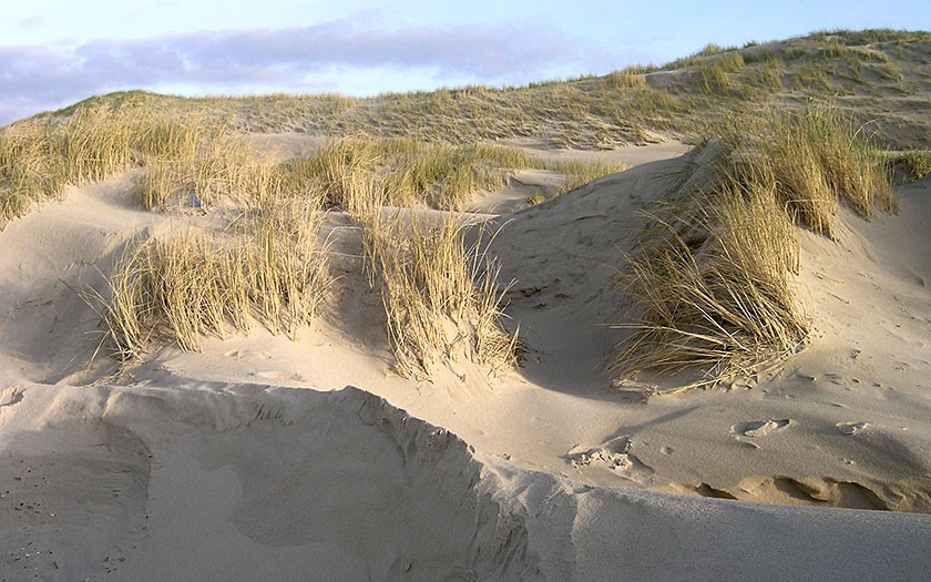 Dunes with marram grass (© Ecomare)