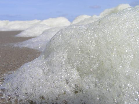 Schuimalg op het strand