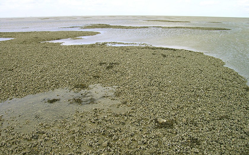 Mussel bed (© Ecomare)