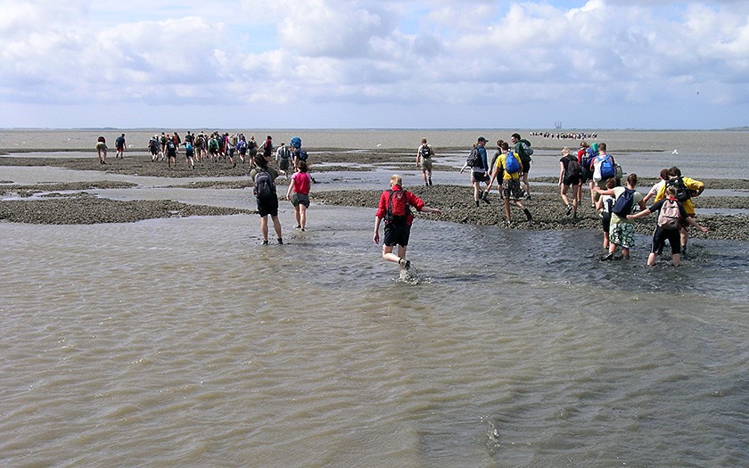 Wadlopen in de Waddenzee (© Ecomare)