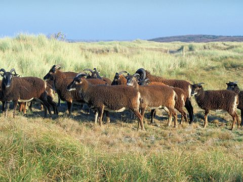 Soay-schapen in de Amelander Rosduinen. Foto: Johan Krol