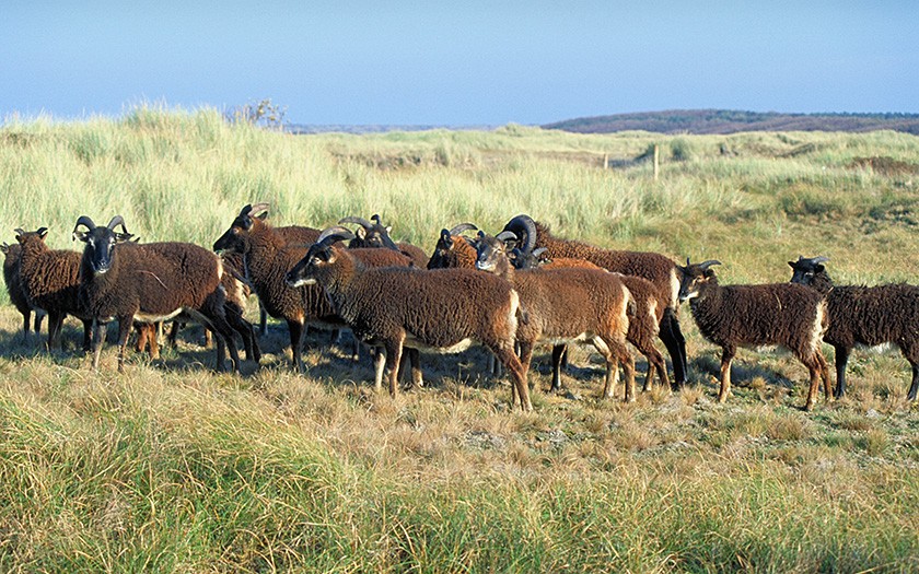 Soay-schapen in de Amelander Rosduinen. Foto: Johan Krol