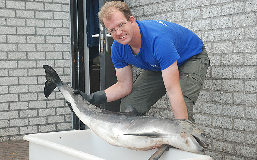 Dierverzorger Bert laat de dode bruinvis zien