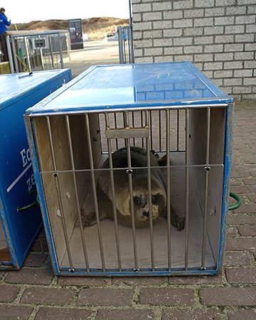 Zeehond Boris ligt klaar voor vervoer naar zee