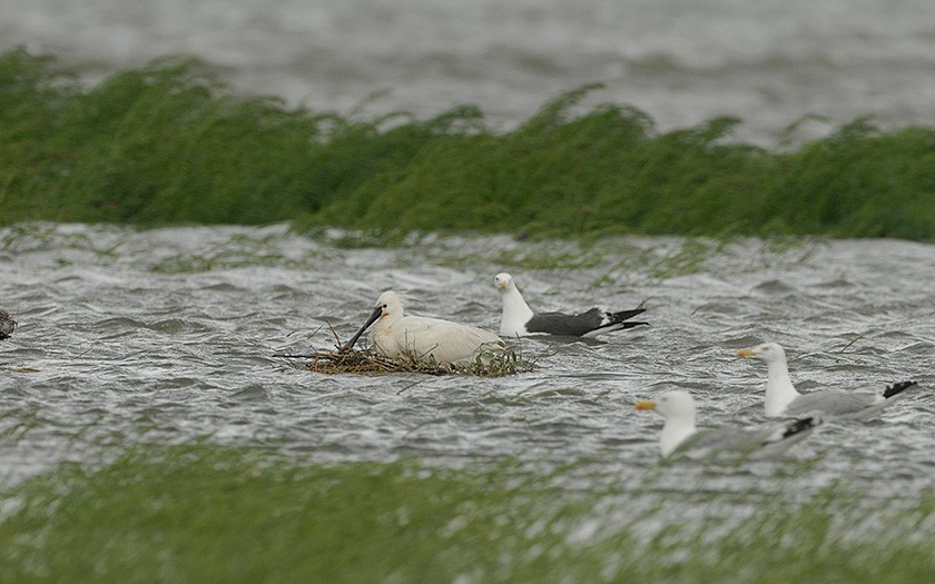Löffler auf überflutetem Nest (© Eckard Boot)