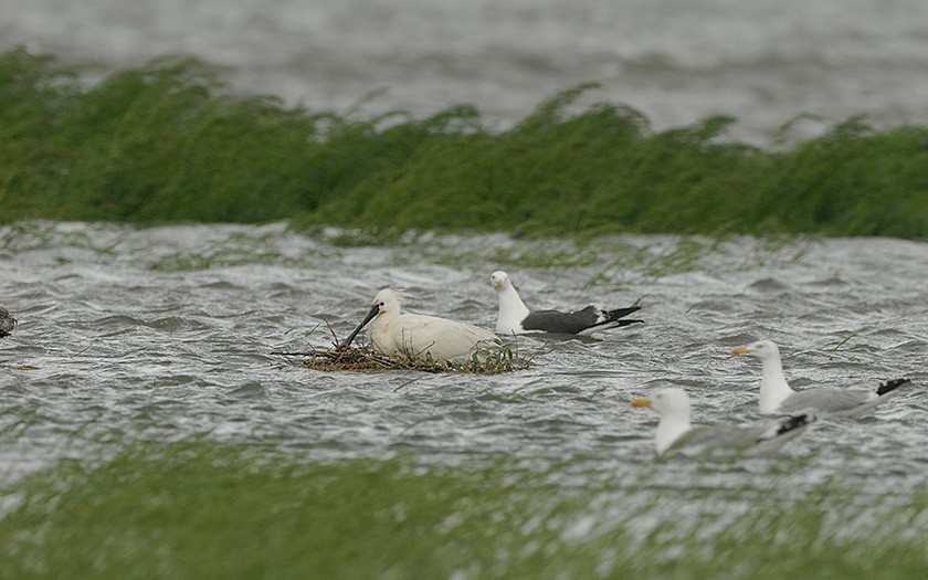 Lepelaar op verdronken nest (© Eckard Boot)