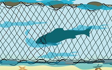 Drawing of a porpoise entangled in a large-mazed gill net