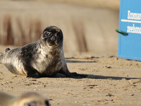 Grijze zeehond bobbert over het strand richting zee