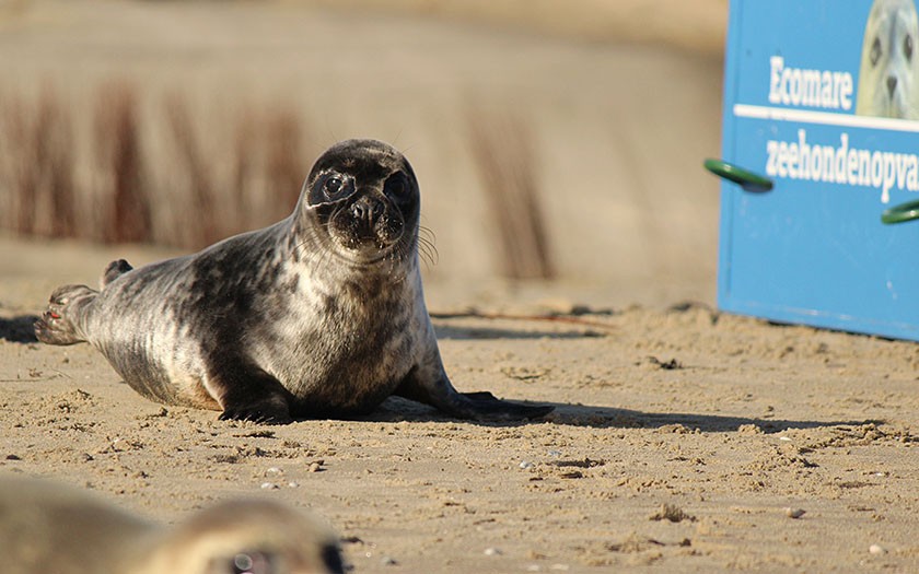 Grijze zeehond bobbert over het strand richting zee