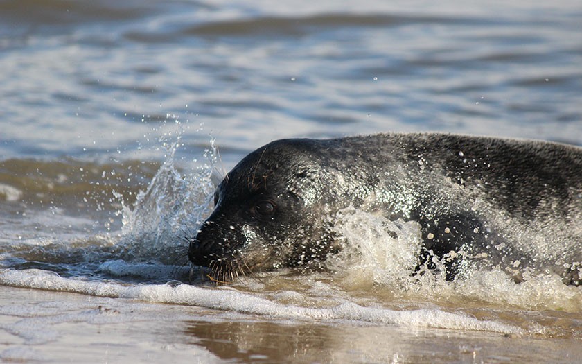 Zeehond in de branding