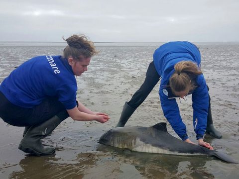 De dierverzorgsters van Ecomare bij de gestrande bruinvis bij de Schorren op Texel