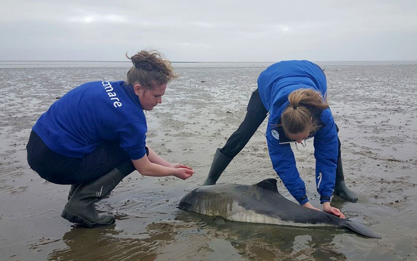 De dierverzorgsters van Ecomare bij de gestrande bruinvis bij de Schorren op Texel