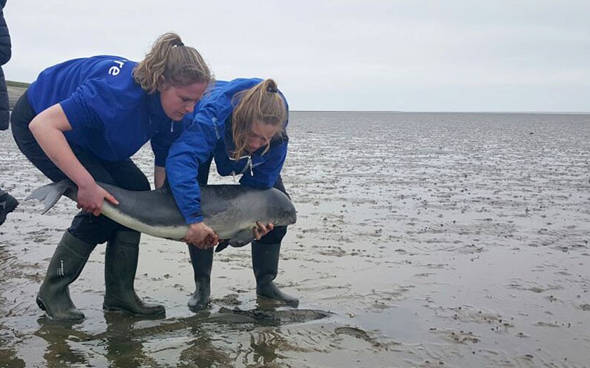 Gestrande bruinvis wordt door dierverzorgsters naar SOS Dolfijn gebracht