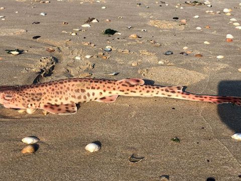 Dode kathaai op het strand