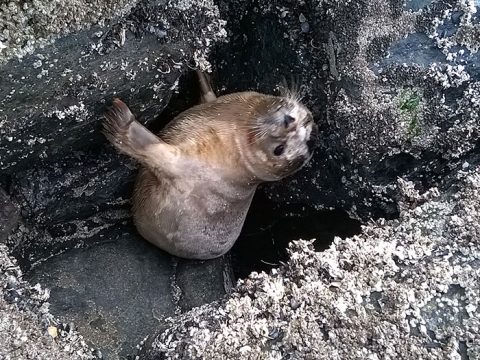 Zeehond Knorretje zit klem op de strekdam