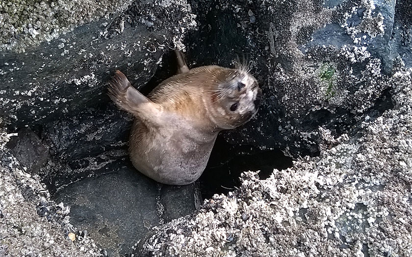 Zeehond Knorretje zit klem op de strekdam